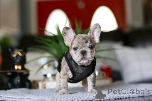 Photo №4. Je vais vendre bouledogue en ville de Флорида Сити. éleveur - prix - 1594€