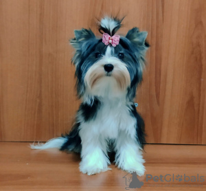 Photo №1. yorkshire terrier - à vendre en ville de Балыкесир | négocié | Annonce №31991