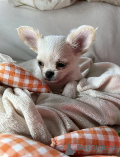 Photo №4. Je vais vendre chihuahua en ville de New york. annonce privée - prix - 284€