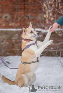 Photo №4. Je vais vendre chien bâtard en ville de Москва. annonce privée - prix - Gratuit