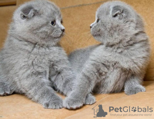 Photo №2 de l'annonce № 124251 de la vente scottish fold - acheter à Pays Bas 