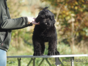 Photo №4. Je vais vendre terrier noir russe en ville de Rzeszów. éleveur - prix - 2000€