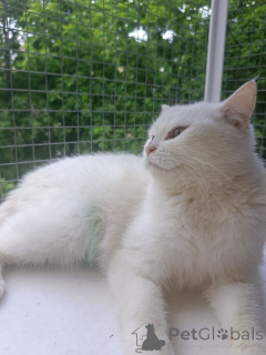 Photo №4. Je vais vendre  en ville de Rivière moscou. annonce privée - prix - Gratuit