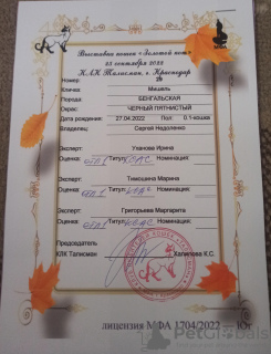 Photo №4. Je vais vendre bengal en ville de Krasnodar. éleveur - prix - 1592€