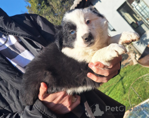 Photo №1. border collie - à vendre en ville de Mauvais kreuznach | négocié | Annonce №166364