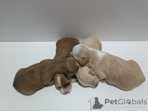 Photo №2 de l'annonce № 146295 de la vente bichon havanais - acheter à Serbie éleveur