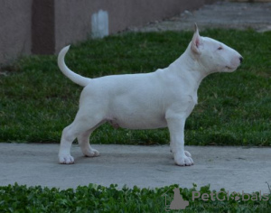 Photo №4. Je vais vendre bull terrier en ville de Москва. de la fourrière - prix - négocié