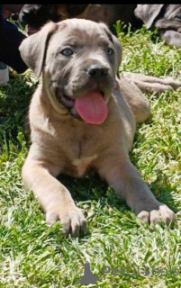 Photo №1. cane corso - à vendre en ville de Žitište | négocié | Annonce №169059