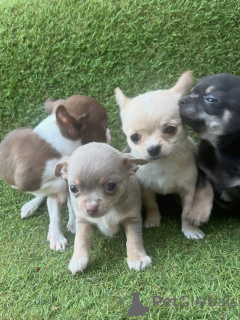 Photo №2 de l'annonce № 171248 de la vente chihuahua - acheter à Allemagne éleveur