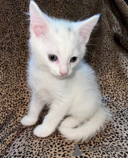 Photo №1. angora turc - à vendre en ville de Biefeld | 450€ | Annonce № 166288