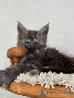 Photo №1. maine coon - à vendre en ville de Élan | négocié | Annonce № 155702