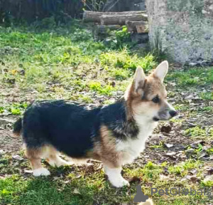 Photo №2 de l'annonce № 124907 de la vente welsh corgi - acheter à Serbie 