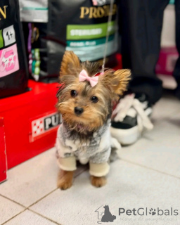 Photo №1. yorkshire terrier - à vendre en ville de Barcelone | 200€ | Annonce №135305