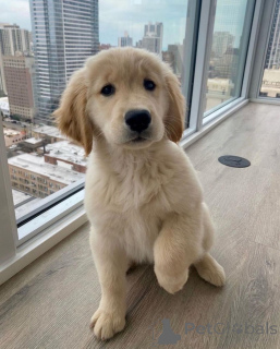 Photo №2 de l'annonce № 142829 de la vente golden retriever - acheter à Allemagne éleveur