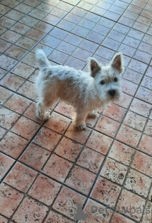 Photo №2 de l'annonce № 94390 de la vente west highland white terrier - acheter à Serbie 