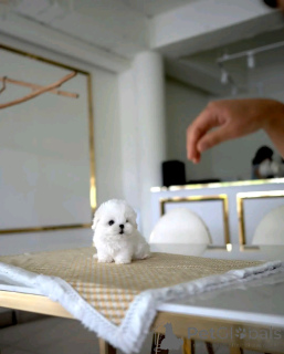 Photo №2 de l'annonce № 138643 de la vente bichon maltais - acheter à USA éleveur