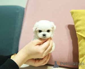 Photo №2 de l'annonce № 164003 de la vente bichon maltais - acheter à La finlande annonce privée, de l'abri