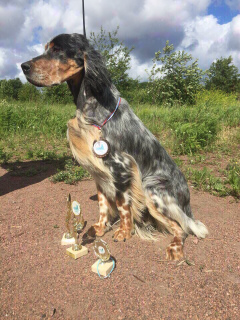 Photos supplémentaires: Dans le chenil Allure Show, des chiots Setter anglais sont à vendre!