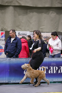 Photo №2 de l'annonce № 6090 de la vente terrier irlandais à poil doux - acheter à Fédération de Russie de la fourrière, éleveur