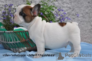 Photo №1. bouledogue - à vendre en ville de Prostějov | Gratuit | Annonce №51320