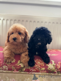 Photo №2 de l'annonce № 144405 de la vente chien à loutre - acheter à Serbie 