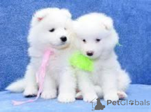 Photo №1. golden retriever - à vendre en ville de Sofia | négocié | Annonce №175962
