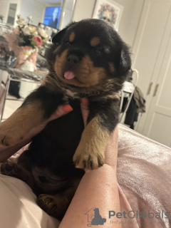 Photo №1. rottweiler - à vendre en ville de Five Corners | 473€ | Annonce №100358