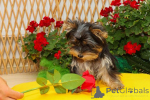 Photo №2 de l'annonce № 152173 de la vente yorkshire terrier - acheter à Serbie 