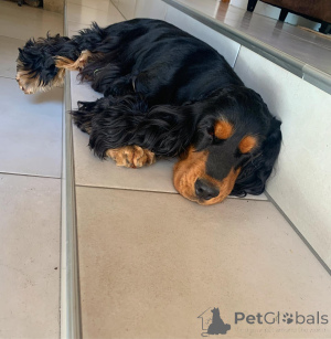 Photo №2 de l'annonce № 136908 de la vente cocker américain - acheter à USA 