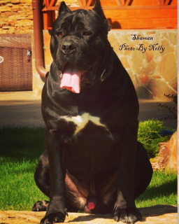 Photos supplémentaires: Première vente de chiots Cane Corso