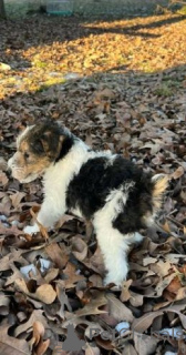 Photo №2 de l'annonce № 175105 de la vente fox-terrier - acheter à Allemagne annonce privée