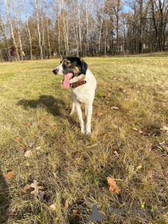 Photo №3. Le chien méga-positif Vasily est entre de bonnes mains. Fédération de Russie