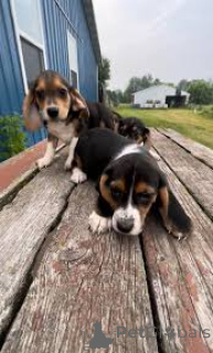 Photo №3. Lindos cachorros Beagle en vente. Portugal