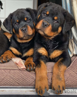 Photo №2 de l'annonce № 165217 de la vente rottweiler - acheter à USA éleveur