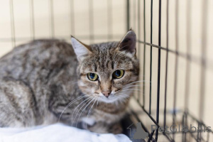 Photo №4. Je vais vendre  en ville de Khimki. de l'abri - prix - Gratuit