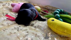 Photo №2 de l'annonce № 143662 de la vente bichon havanais - acheter à Pologne annonce privée