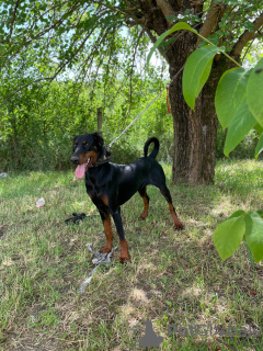 Photo №3. Jeune chien Doberman Pinscher. Serbie