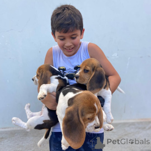 Photo №1. beagle - à vendre en ville de Espoo | 727€ | Annonce №161285