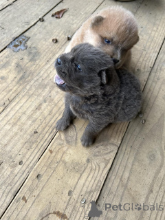 Photo №1. chow-chow - à vendre en ville de Anjala | Gratuit | Annonce №176496