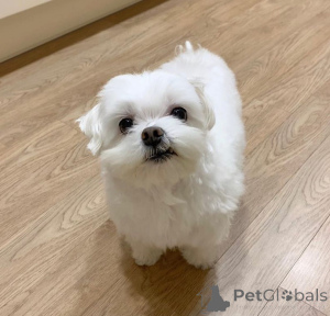 Photo №2 de l'annonce № 173309 de la vente bichon maltais - acheter à France annonce privée