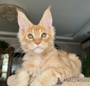 Photo №2 de l'annonce № 163724 de la vente maine coon - acheter à Allemagne éleveur