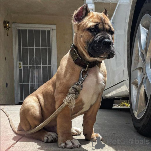 Photo №1. cane corso - à vendre en ville de Rome | Gratuit | Annonce №119551