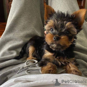 Photo №2 de l'annonce № 85362 de la vente yorkshire terrier - acheter à Serbie annonce privée