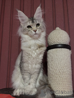 Photo №3. Partout où Théo va, la paix suit l'amour enveloppé dans la fourrure.. Italie