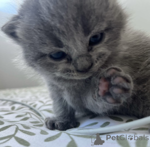 Photo №1. british shorthair - à vendre en ville de Дублин | 500€ | Annonce № 139328
