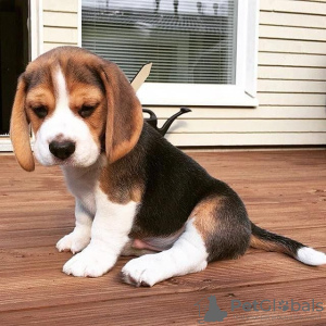 Photo №1. beagle - à vendre en ville de Budapest | 350€ | Annonce №56825