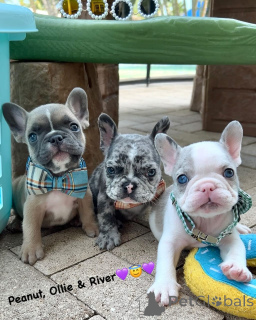 Photo №1. bouledogue - à vendre en ville de Cicatrice | négocié | Annonce №158235