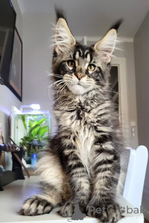 Photo №1. maine coon - à vendre en ville de Vol | 2809€ | Annonce № 174785
