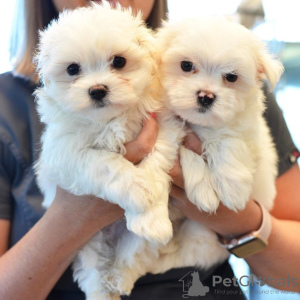 Photo №1. bichon maltais - à vendre en ville de Celle | Gratuit | Annonce №120456