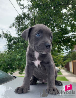 Photos supplémentaires: Chiots pitbull à vendre